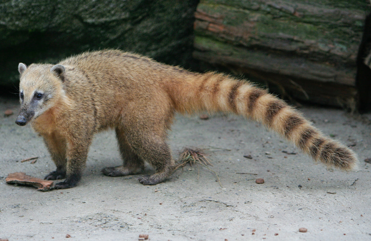 Coati à queue annelée (Nasua nasua), l’animal associé à la production du café Misha