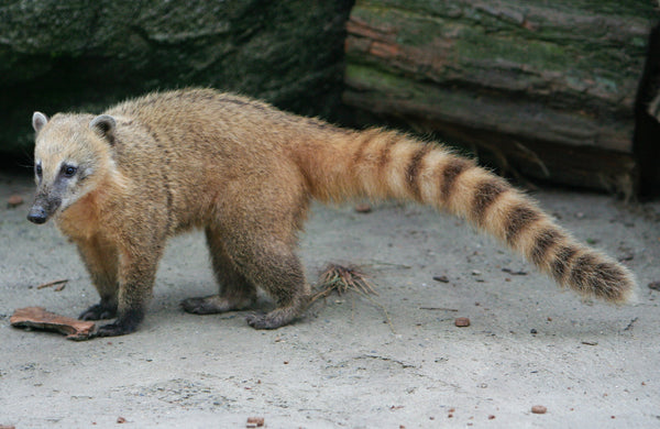 Coati à queue annelée (Nasua nasua), l’animal associé à la production du café Misha
